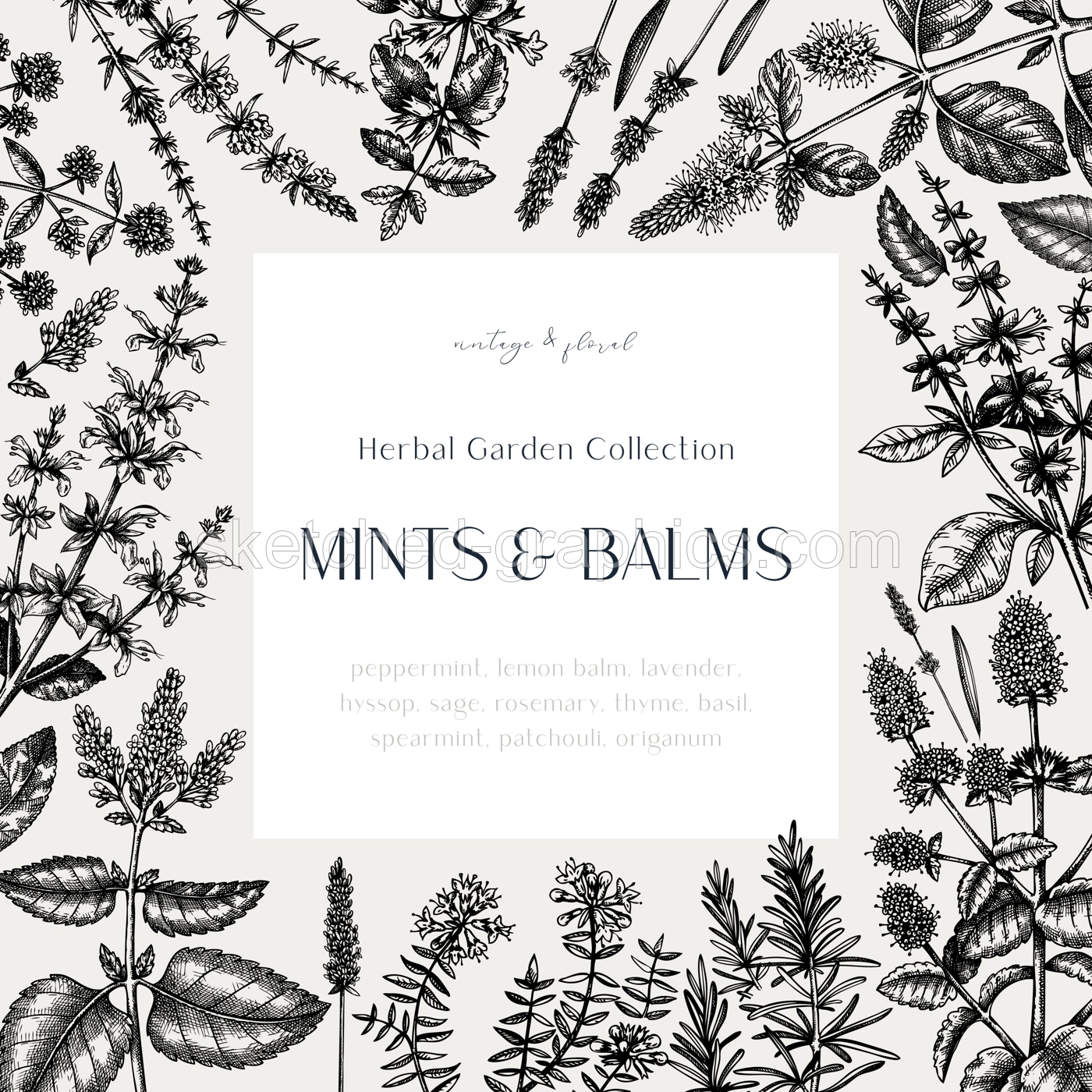 Mints and balms vintage design. Hand sketched aromatic and medicinal herbs frame. Mint plants frame in vintage style. Perfect for herbal tea ingredients, recipe, label, packaging.  Illustration